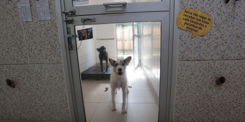 justica-condena-lojista-a-5-anos-de-reclusao-por-maus-tratos-a-caes