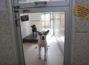 justica-condena-lojista-a-5-anos-de-reclusao-por-maus-tratos-a-caes